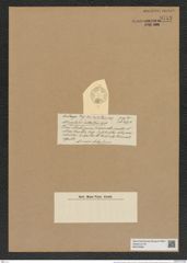 Asteromphalus antarcticus Castrac. (de-Toni-Nr.: Genus 236, Species 5706) Zeichnungen Sammlung Grunow Nr. 9713 (NHMW-BOT-W0379656)